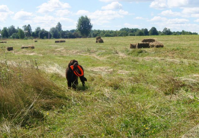 Фото: ньюфаундленд Brownblood MSK Lyon Labi-Roni (Браунблад  МСК Лион Лаби-Рони)