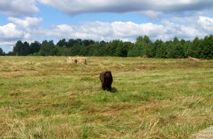 Фото: ньюфаундленд Brownblood MSK Lyon Labi-Roni (Браунблад  МСК Лион Лаби-Рони)