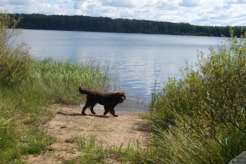 Фото: ньюфаундленд Brownblood MSK Lyon Labi-Roni (Браунблад  МСК Лион Лаби-Рони)