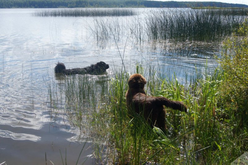 Фото: ньюфаундленд First-Right Champ (Фест-Райт Чемп), ньюфаундленд Brownblood MSK Lyon Labi-Roni (Браунблад  МСК Лион Лаби-Рони)