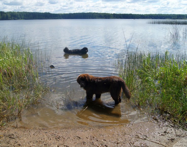 Фото: ньюфаундленд First-Right Champ (Фест-Райт Чемп), ньюфаундленд Brownblood MSK Lyon Labi-Roni (Браунблад  МСК Лион Лаби-Рони)