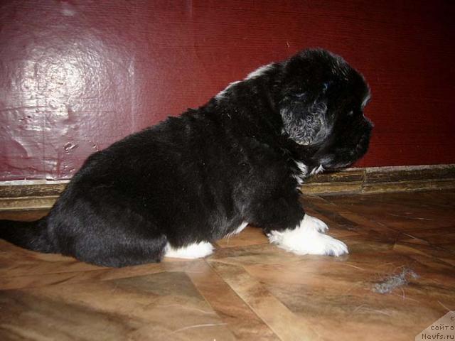 Фото: ньюфаундленд Super Bizon Gudvin (Супер Бизон Гудвин)