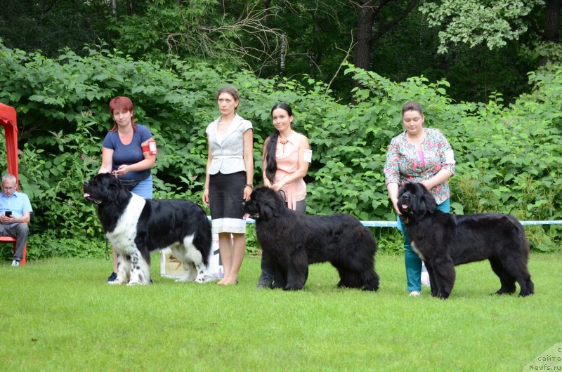 Фото: ньюфаундленд Angels Keeper Nibelung (Энджелс Кипер Нибелунг), Mariya Lapina (Мария Лапина)