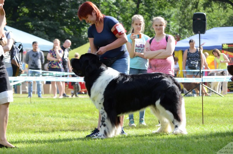 Фото: ньюфаундленд Angels Keeper Nibelung (Энджелс Кипер Нибелунг), Mariya Lapina (Мария Лапина)