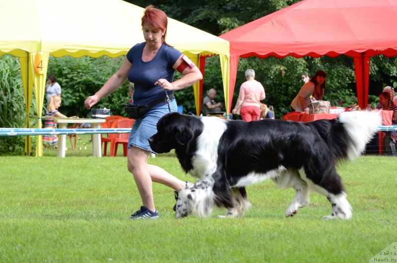 Фото: ньюфаундленд Angels Keeper Nibelung (Энджелс Кипер Нибелунг), Mariya Lapina (Мария Лапина)