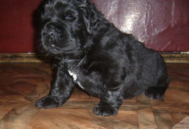 Фото: ньюфаундленд Super Bizon Gregori Greg (Супер Бизон Грегори Грег)