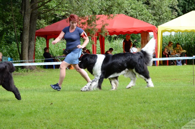 Фото: ньюфаундленд Angels Keeper Nibelung (Энджелс Кипер Нибелунг), Mariya Lapina (Мария Лапина)