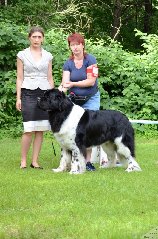 Фото: ньюфаундленд Angels Keeper Nibelung (Энджелс Кипер Нибелунг), Mariya Lapina (Мария Лапина)
