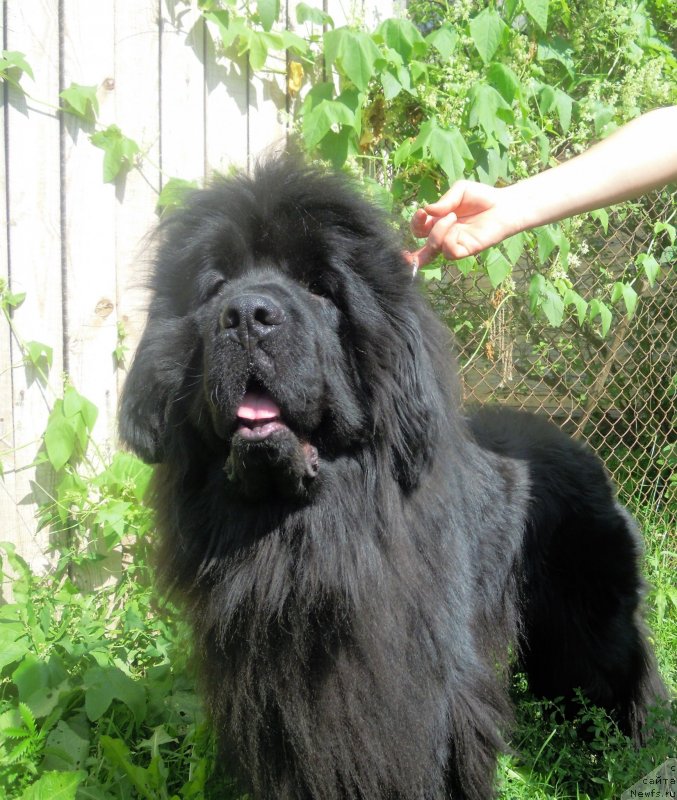 Фотография № 228684