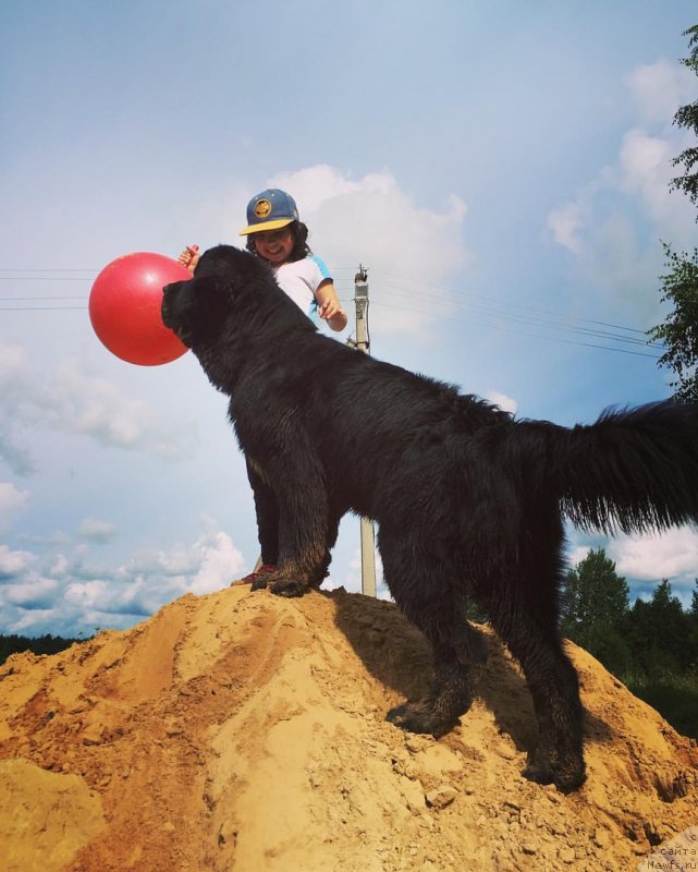 Фото: ньюфаундленд Chernaya Mafia Big Bang Theory (Черная Мафия Биг Банг Тхеору)