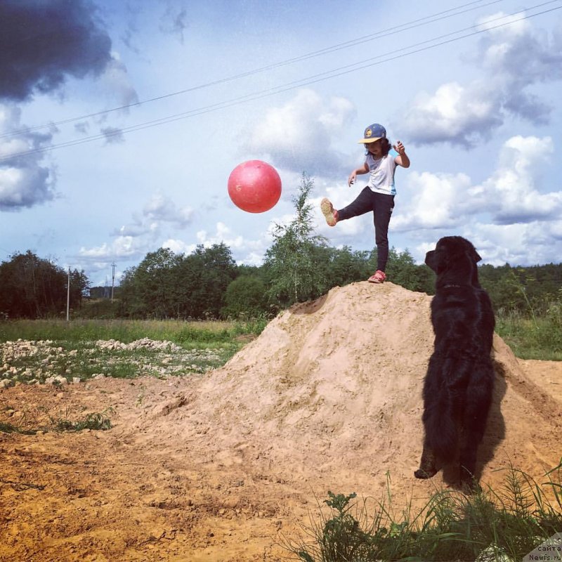 Фото: ньюфаундленд Chernaya Mafia Big Bang Theory (Черная Мафия Биг Банг Тхеору)