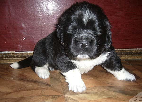 Фото: ньюфаундленд Super Bizon Gudvin (Супер Бизон Гудвин)