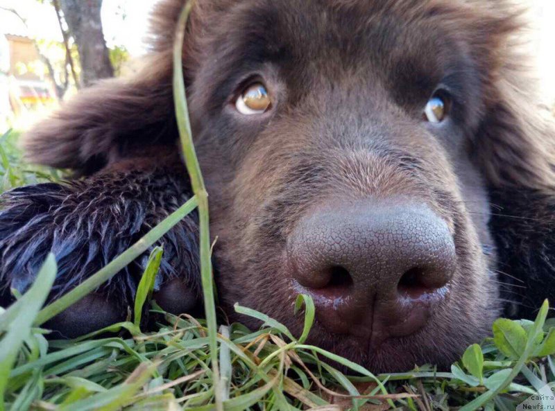 Фото: ньюфаундленд Braunblad MSK Djeyn Vendi (Браунблад МСК Джейн Венди)