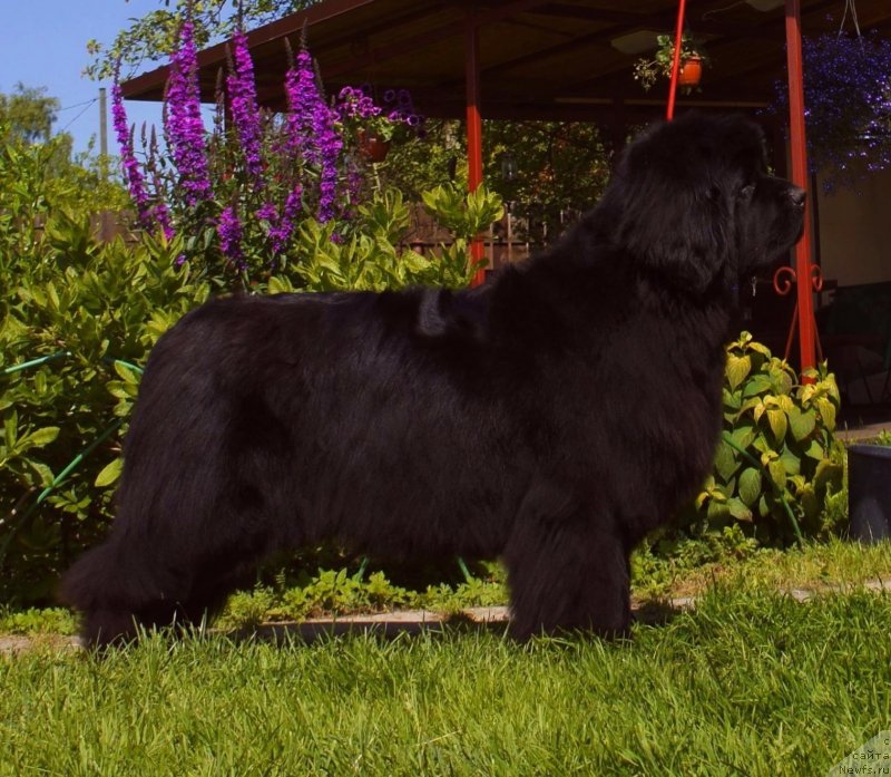 Фото: ньюфаундленд Love Inside Your Soul Moon Bear (Love Inside Your Soul Moon Bear)