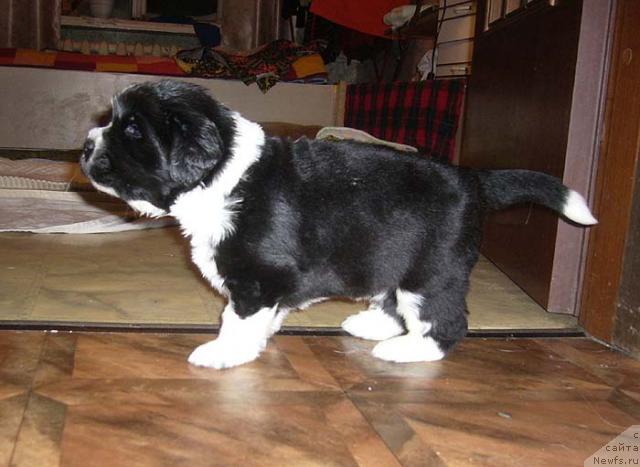 Фото: ньюфаундленд Super Bizon Gera (Супер Бизон Гера)