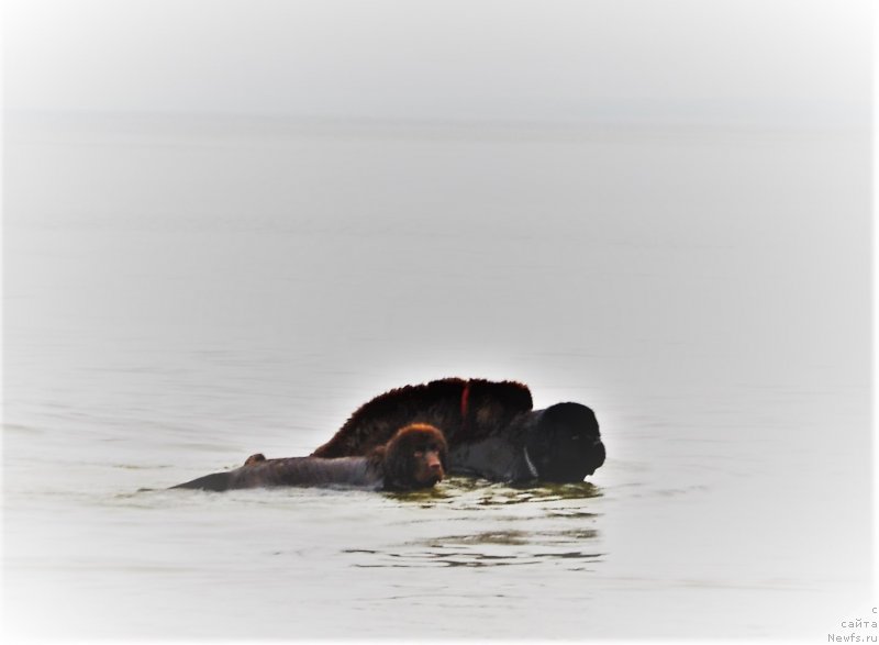 Фото: ньюфаундленд Zhdanny Syn Vialiki Miadzvedz, ньюфаундленд Newettas Vanessa, ньюфаундленд Brownblood MSK Alpina Guardian Soul (Браунблад МСК Альпина Гуардиан Соул)