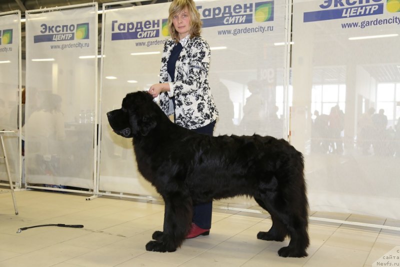 Фото: ньюфаундленд Modiliani is Antagrada (Модильяни из Антаграда)