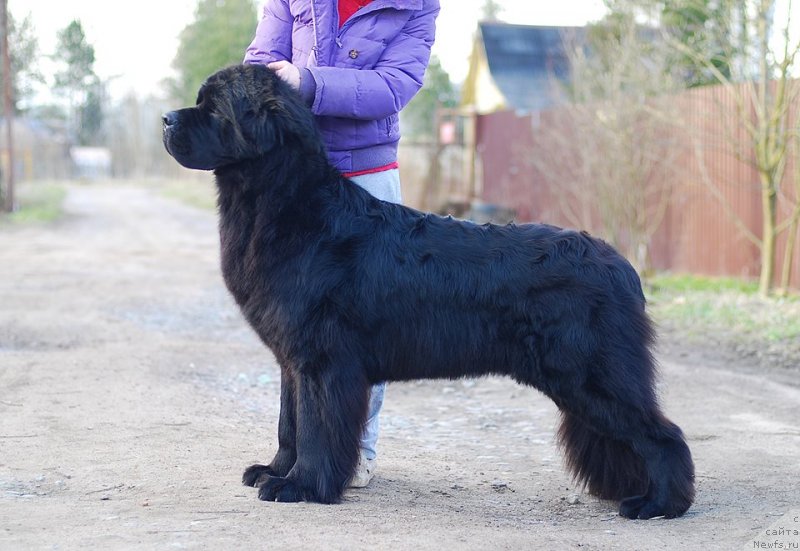 Фото: ньюфаундленд Modiliani is Antagrada (Модильяни из Антаграда)