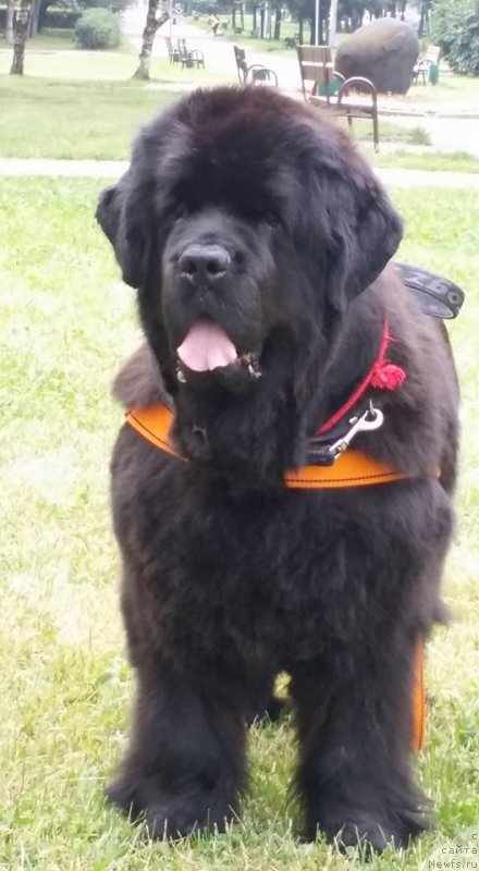 Фото: ньюфаундленд Black Blues iz Volotova