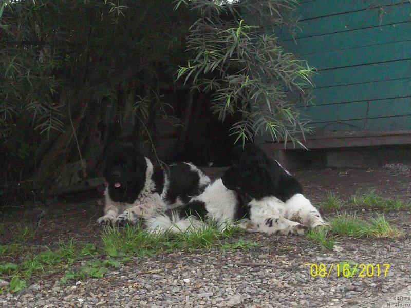 Фото: ньюфаундленд Super Premium Litoniel Vallaninor (Супер Премиум Литониэль Валланинор), ньюфаундленд Selin Dion (Селин Дион)