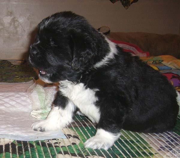 Фото: ньюфаундленд Super Bizon Gudvin (Супер Бизон Гудвин)