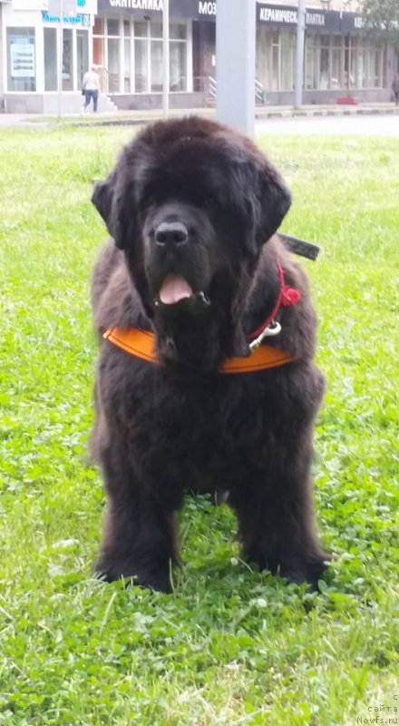 Фото: ньюфаундленд Black Blues iz Volotova