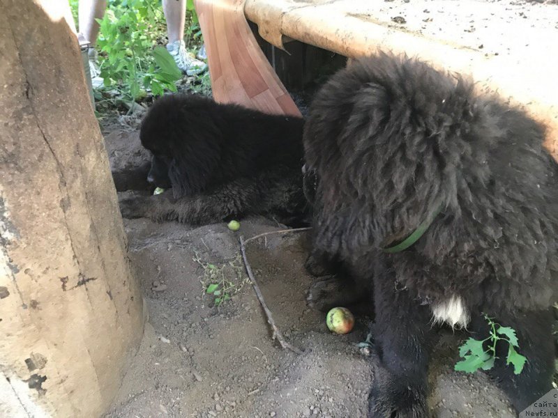 Фотография № 228716