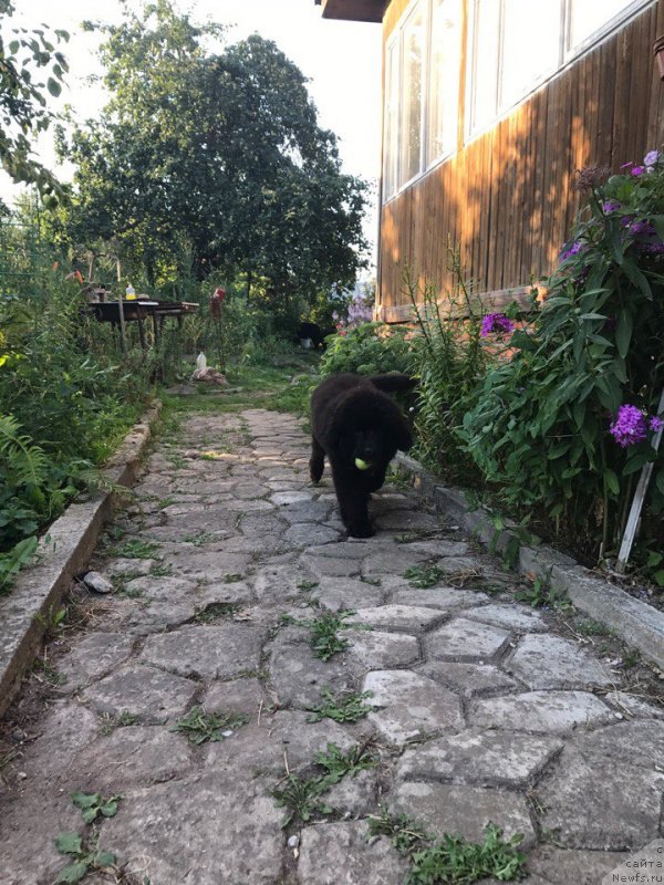 Фото: ньюфаундленд Terra Viktoriya Kenzo Flover (Терра Виктория Кензо Фловер)