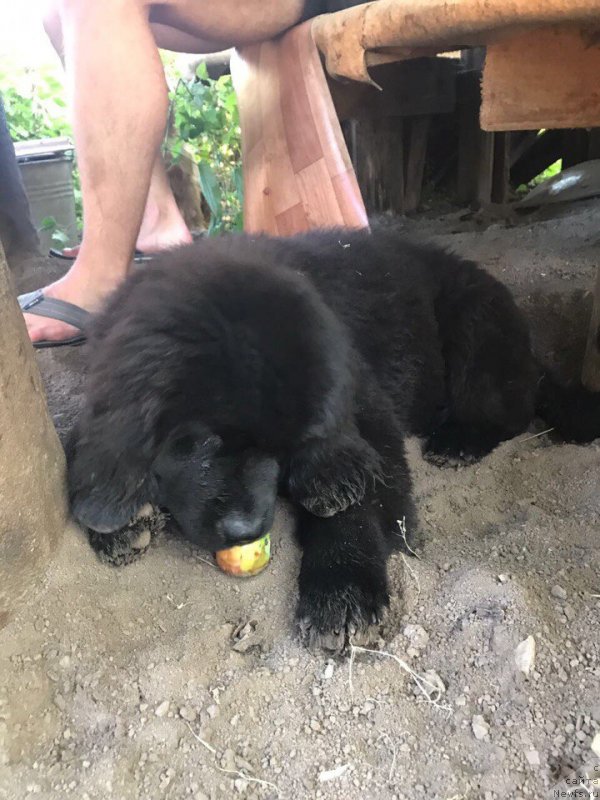Фото: ньюфаундленд Terra Victoria Key to my Heart (Терра Виктория Кей ту Май Харт)