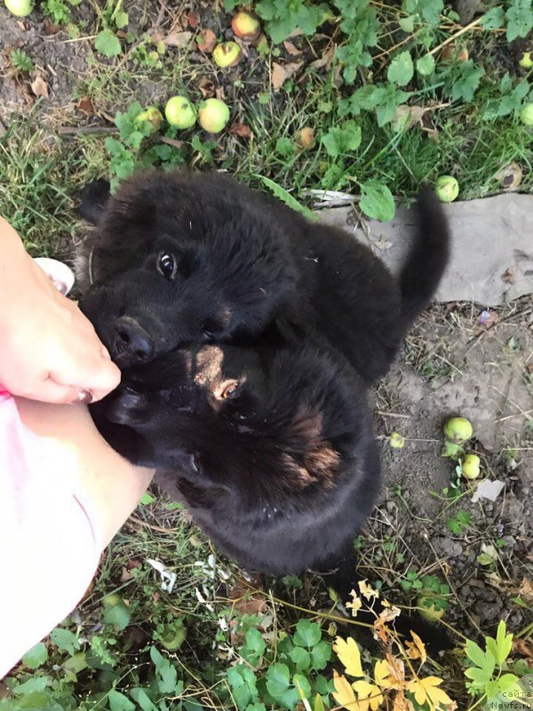 Фото: ньюфаундленд Terra Viktoriya Kenzo Flover (Терра Виктория Кензо Фловер), ньюфаундленд Terra Victoria Kindred Spirit (Терра Виктория Киндред Спирит)