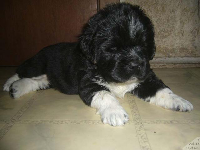 Фото: ньюфаундленд Super Bizon Gudvin (Супер Бизон Гудвин)