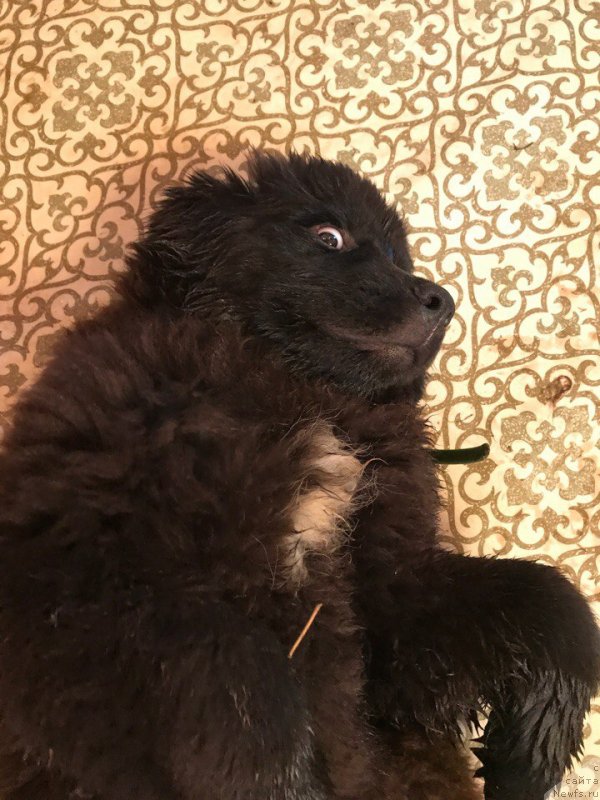 Фото: ньюфаундленд Terra Victoria Key to my Heart (Терра Виктория Кей ту Май Харт)