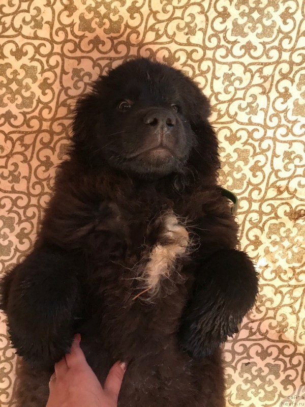 Фото: ньюфаундленд Terra Victoria Key to my Heart (Терра Виктория Кей ту Май Харт)