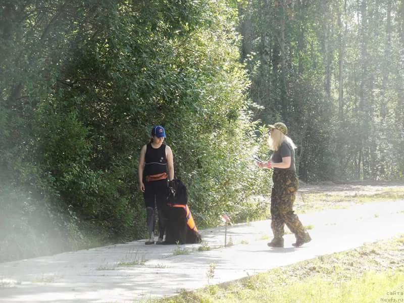 Фото: ньюфаундленд Chernyj Chank s Berega Dona (Черный Чанк с Берега Дона)