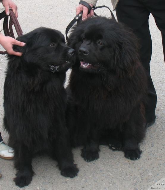 Фото: ньюфаундленд Kazachka s Berega Dona (Казачка с Берега Дона), ньюфаундленд Knyajna s Berega Dona (Княжна с Берега Дона)