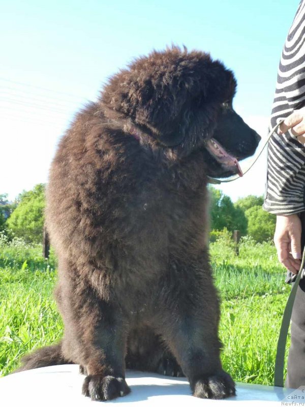 Фото: ньюфаундленд Inter Follou ze Boll (Интер Фоллоу зе Болл)