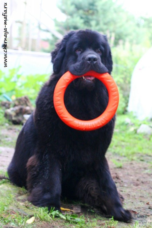 Фотография № 228769