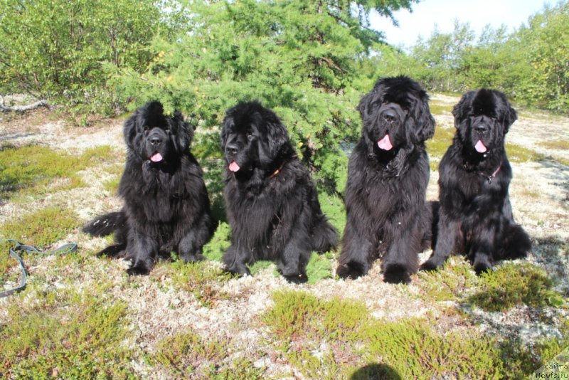 Фото: ньюфаундленд YAntarnaya Mechta (Янтарная Мечта), ньюфаундленд Fortuna of Giant's Island, ньюфаундленд King of Helluland You Shock Me, ньюфаундленд Daymond King (Даймонд Кинг)
