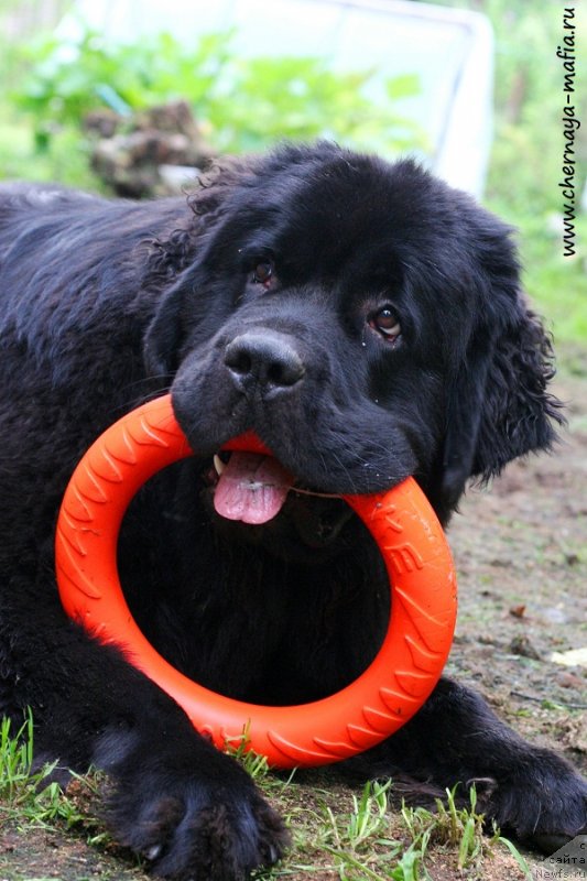 Фотография № 228771