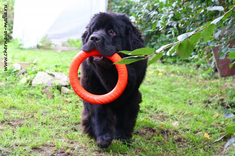 Фото: ньюфаундленд Chernaya Mafia Because I Am Worth It (Черная Мафия Бекаусе И Ам Вортх Ит)