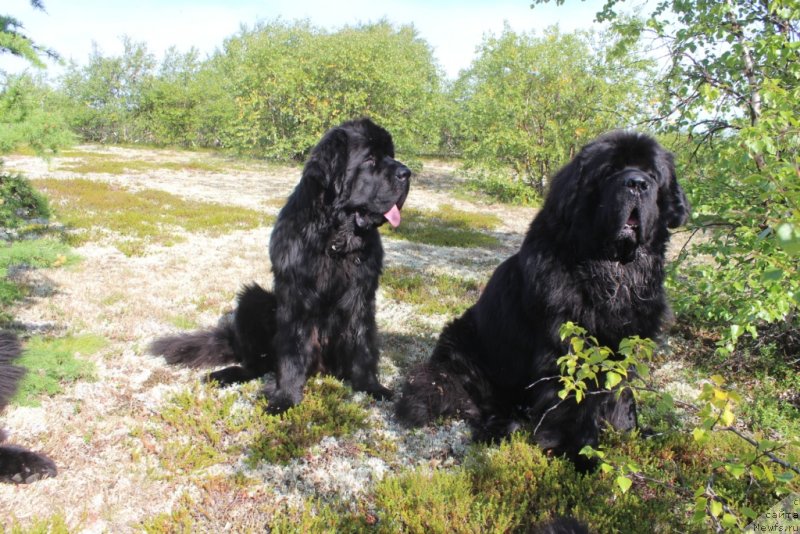 Фото: ньюфаундленд Daymond King (Даймонд Кинг), ньюфаундленд Beguschaya po Volnam Zero Kool (Бегущая по Волнам Зеро Коол)