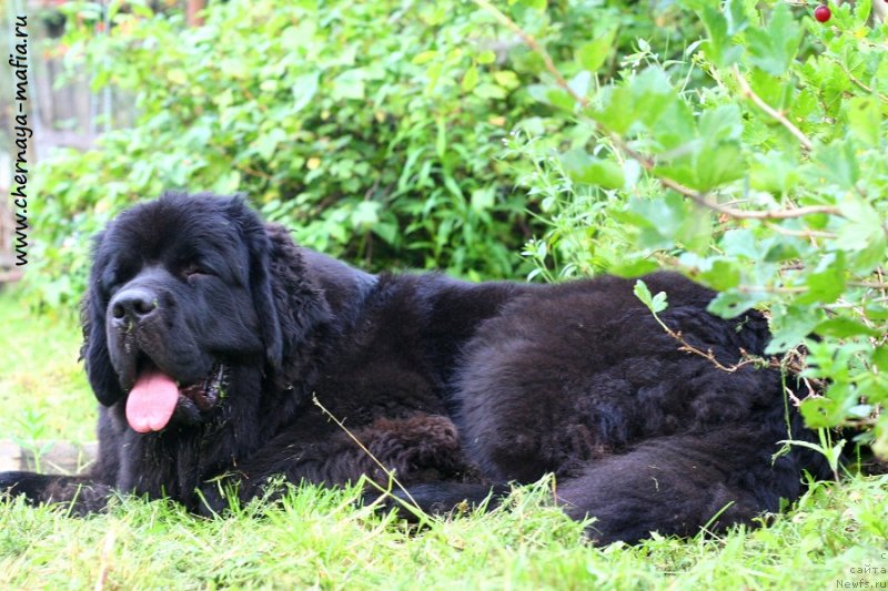 Фотография № 228774