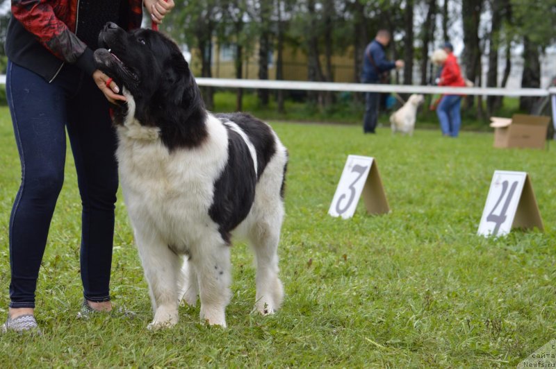 Фотография № 228779