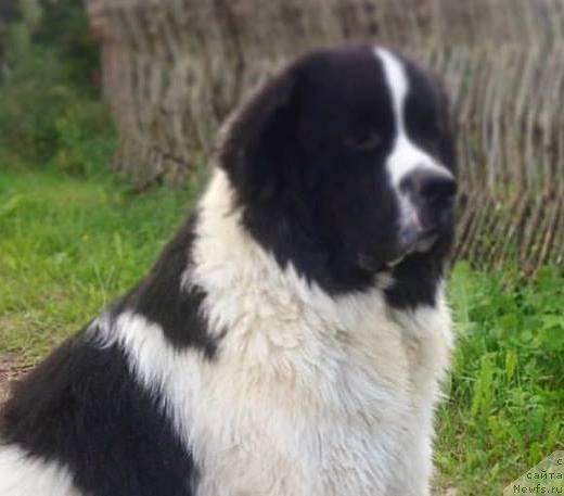 Фото: ньюфаундленд Viking ot Karelskikh Medvedey (Викинг от Карельских Медведей)