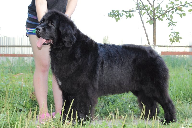 Фото: ньюфаундленд Super Premium Lav Mi Tender (Супер Премиум Лав Ми Тендер)