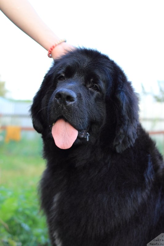 Фото: ньюфаундленд Super Premium Lav Mi Tender (Супер Премиум Лав Ми Тендер)