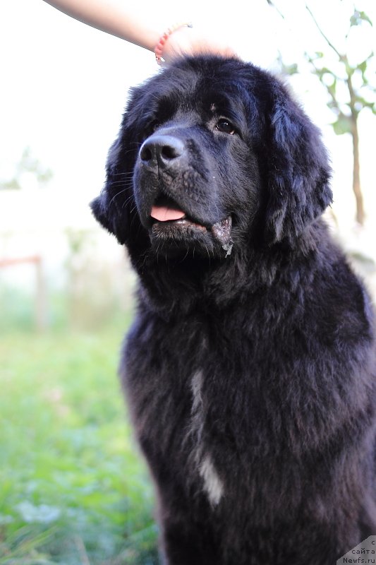 Фото: ньюфаундленд Super Premium Lav Mi Tender (Супер Премиум Лав Ми Тендер)