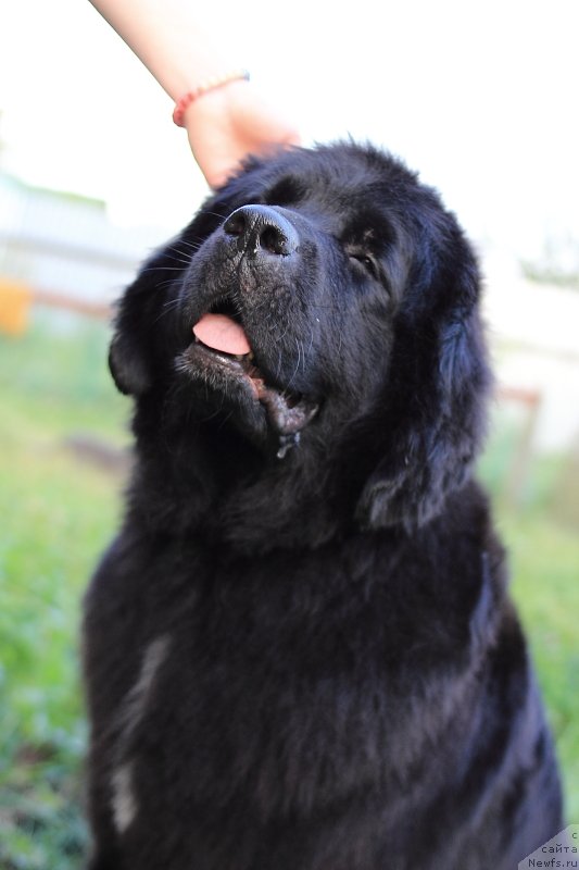 Фото: ньюфаундленд Super Premium Lav Mi Tender (Супер Премиум Лав Ми Тендер)