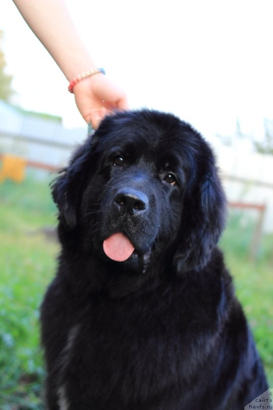 Фото: ньюфаундленд Super Premium Lav Mi Tender (Супер Премиум Лав Ми Тендер)