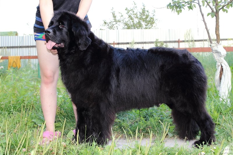 Фото: ньюфаундленд Super Premium Lav Mi Tender (Супер Премиум Лав Ми Тендер)